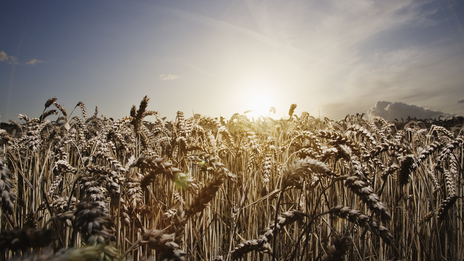 Sunshine, wheat, farm